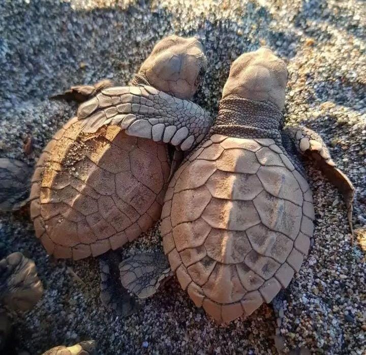 Imagem; Recreação/Instagram/Turtle.Us